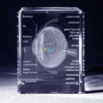 Eye Anatomy with Description 3D Model in Glass